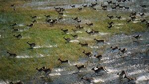 The Okavango Delta