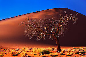 Dune 45