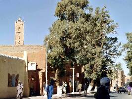 Algeria Tree