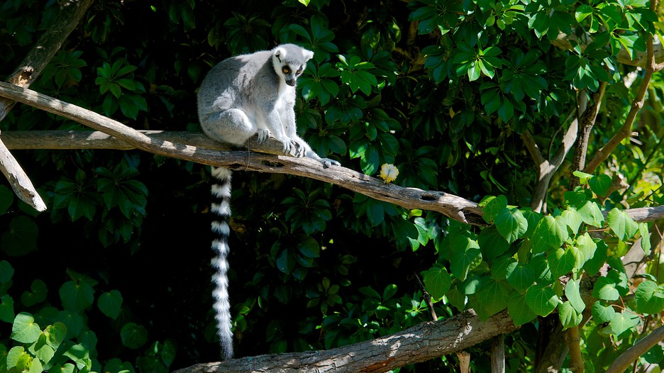 Auckland Zoo