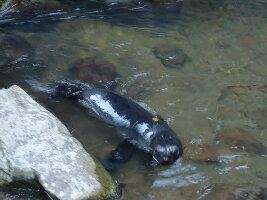 New Zealand Waterfall
