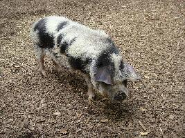 New Plymouth New Zealand Zoo