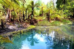 Whakarewarewa
