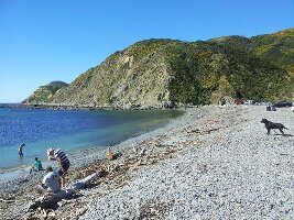 Makara