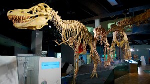 Carlton Australia Museum