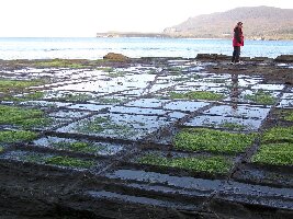 Tessellated Pavement