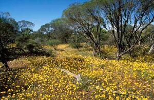 Morawa