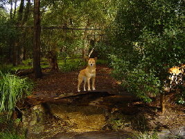 Healesville Australia Forest
