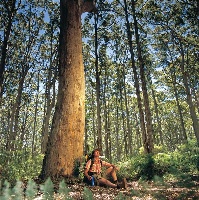 Boranup Forest