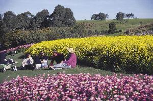 Mt Annan Australia Town
