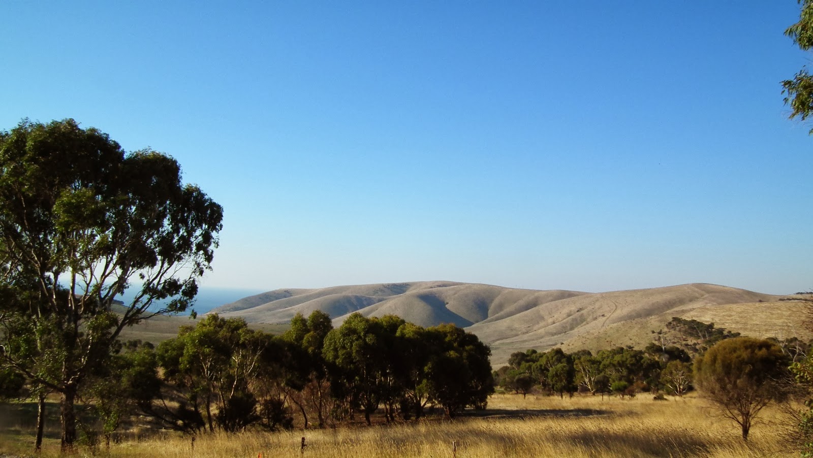 Second valley forest