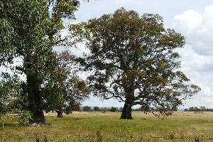 Glenrowan Kelly Country Motel