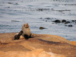 Dunedin New Zealand Museum