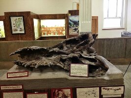 Museum  of Geology