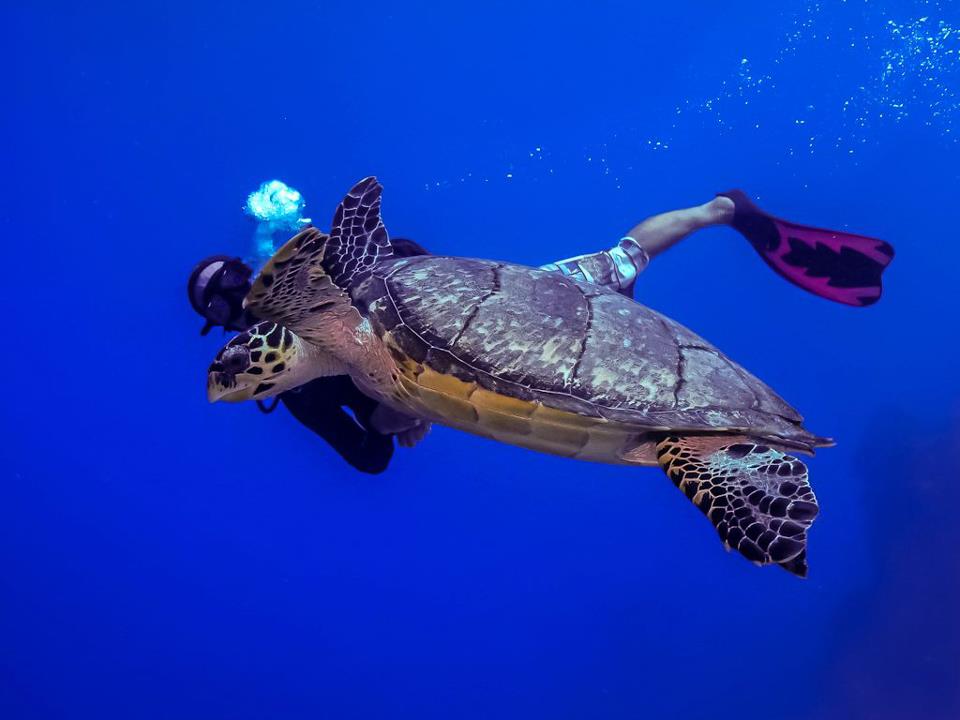 Scuba Mau