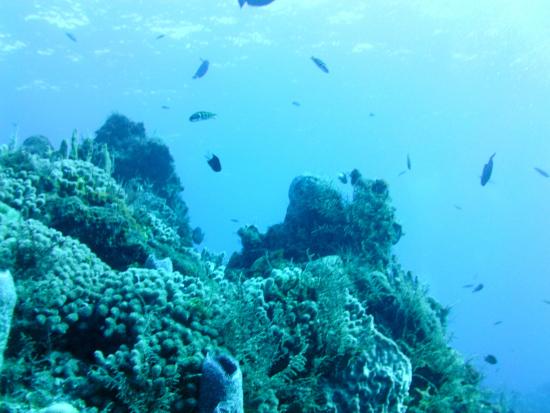 El Paso del Cedral Reef