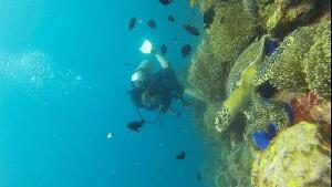 Sharkey Scuba