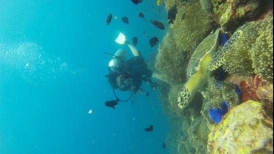 Sharkey Scuba