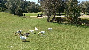 Marbella Golf  and Country Club