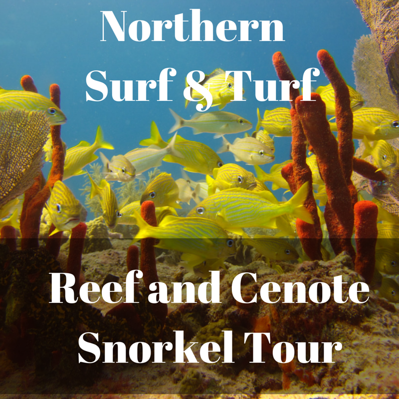 The Snorkel  Shop