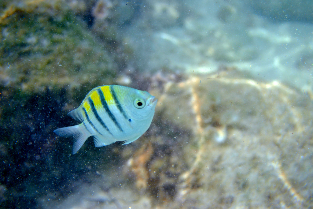 Snorkel  Bermuda