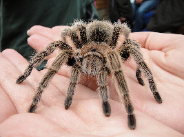 Exmoor Zoo