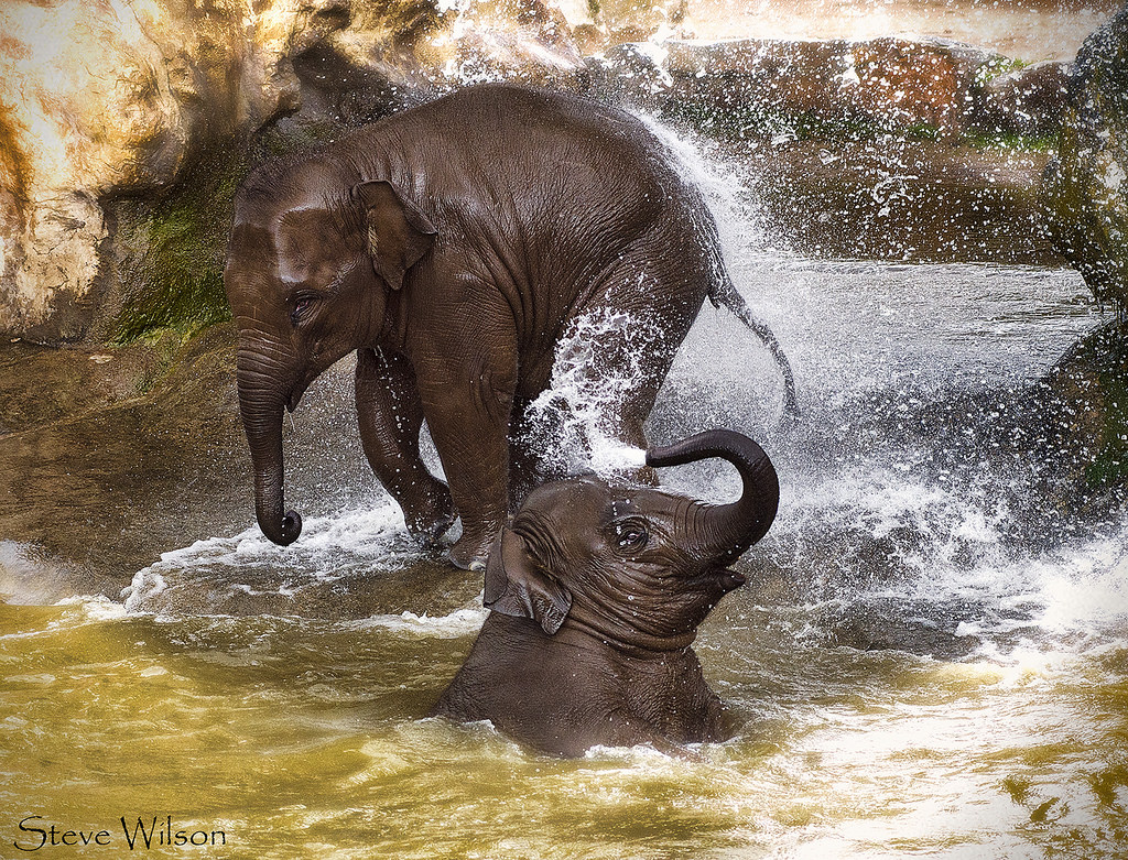 Chester Zoo