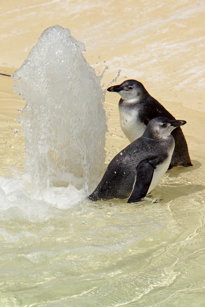 Toronto Zoo