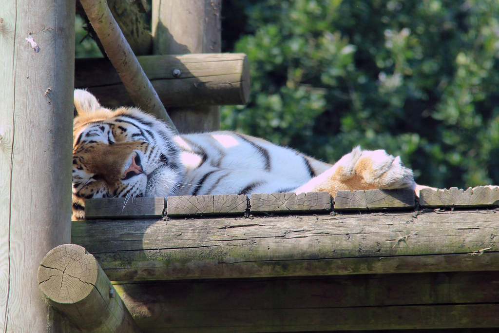 Banham Zoo