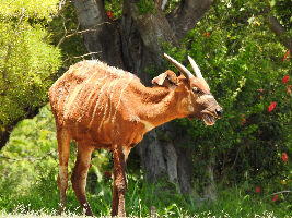 Honolulu United States Zoo
