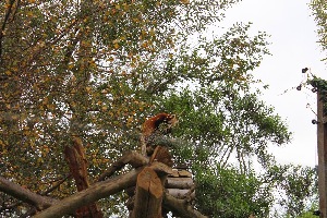 Newquay Zoo