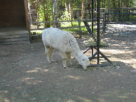 Anchorage United States Zoo