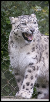 Marwell Zoo