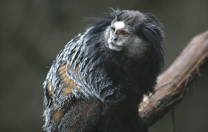Des Moines United States Zoo