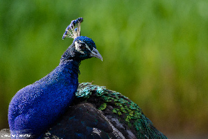 Granby Zoo (Zoo  de Granby)