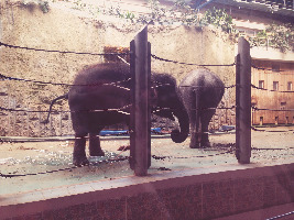 Moscow Zoo