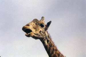 Sapporo Japan Zoo