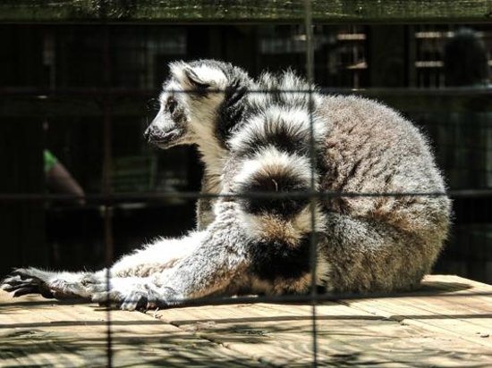 Luray Zoo  - A Rescue Zoo