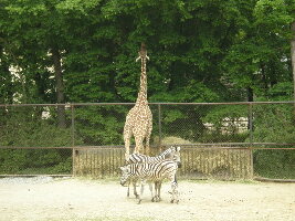 Brno Czech Republic Zoo
