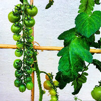 Walmer Castle  and Gardens