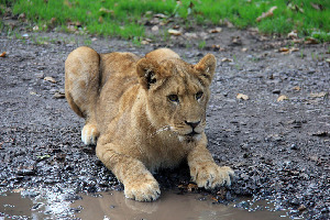 Longleat