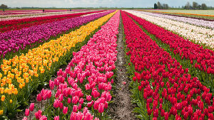 Tesselaar's Bulbs and Flowers