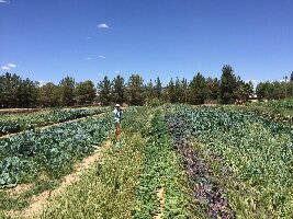 Queen Creek United States Farm