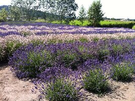 United States Lavender Farm