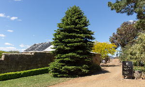 Tasmania Australia Tour