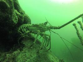Scuba Master