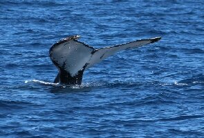 Whale  One