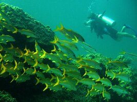 Phuket-scuba.com