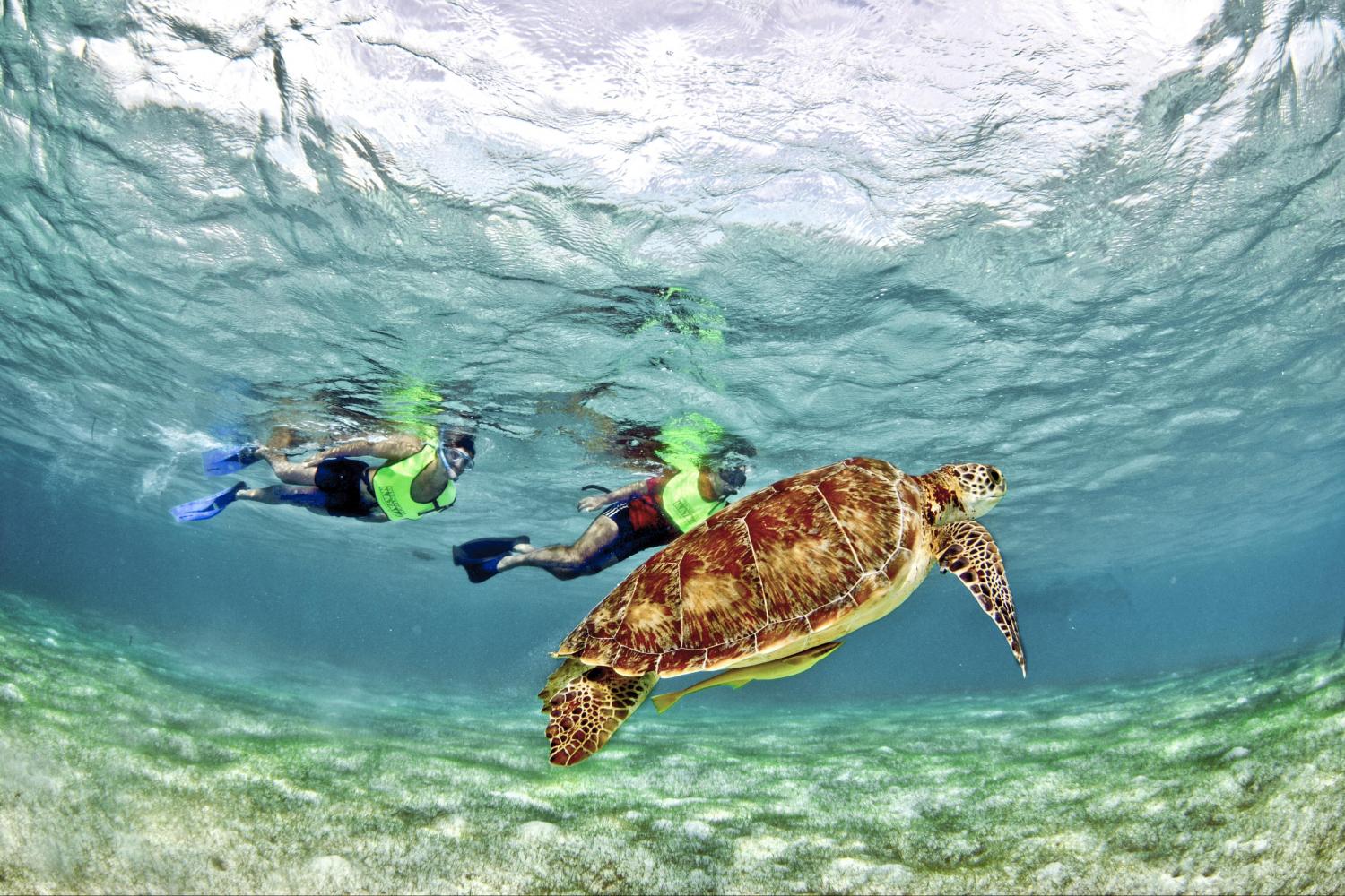 The Snorkel  Tour