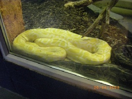 Jungle Zoo